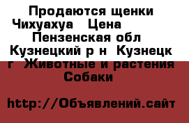 Продаются щенки Чихуахуа › Цена ­ 7 000 - Пензенская обл., Кузнецкий р-н, Кузнецк г. Животные и растения » Собаки   